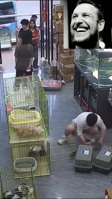 Всем котят!