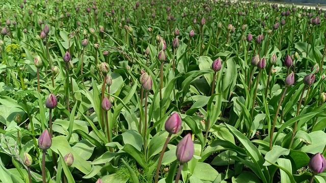 В поход на тюльпаны! Белгород.28.04.26