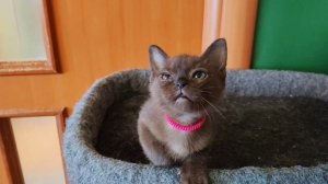 Жасмин Багси