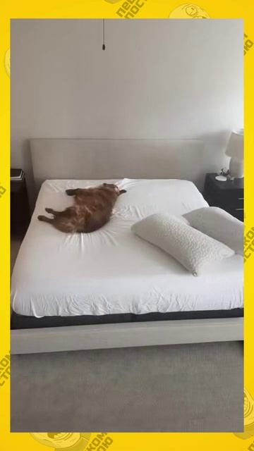 самая ленивая собака - заходи в вк --﹥ https://vk.com/peshkom_postoyu_smile_vk