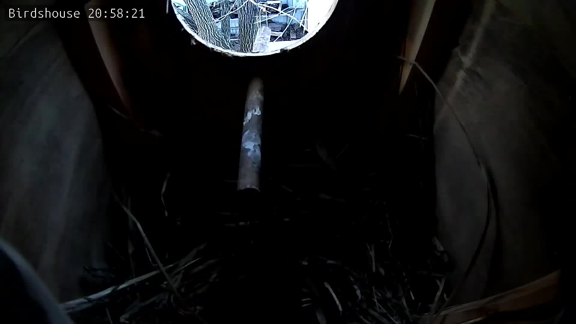 Скворечник - трансляция онлайн