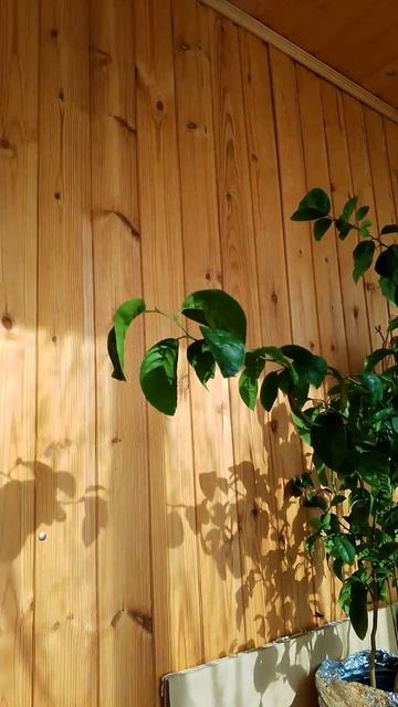 Создала уют в лоджии