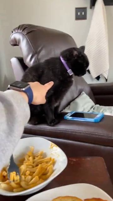 Кисо обиделось