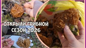 В лес на разведку по грибы. Сезон тихой охоты открыт!