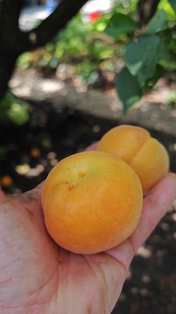 большущее спасибо владельцам участков что они ухаживают за своим садом а я немножко подправил и вот