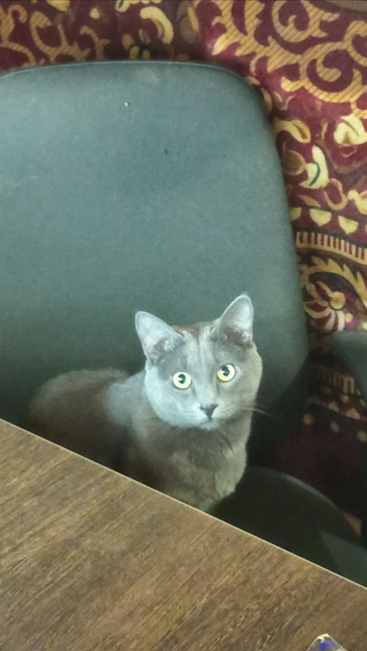 Кот Атос - большой начальник! #shorts #котатос #животные #коты #котбосс