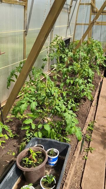 дождались 28 апреля #теплица #дача #садоводничество #огород #уходзатеплицей