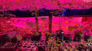 Нас завалило снегом, пришлось занести рассаду домой, готовлю суп и рубленые котлеты