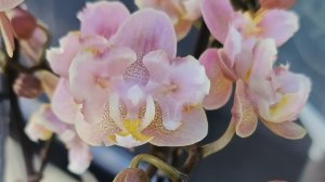 Распаковка / Цветущие орхидеи из Голландии / Первый Орхидейный