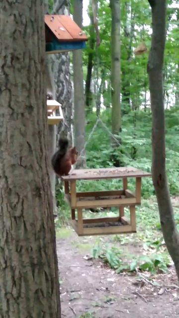 Белка ест орешки на крыше кормушки