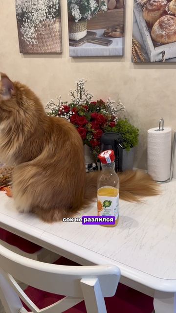 Завели бы такого?😂❤️