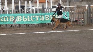 юниор кобель стандарт