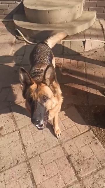 Гампр Джерри 🌸 и овчарка Яна 🌸 ищут 🏠❗Пост в описании 🎥 #собака #гампр #овчарка #любовь #счастье