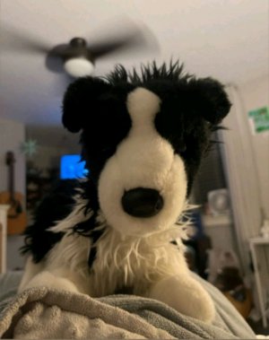 трансляция новая амуниция для Фокси и Окси