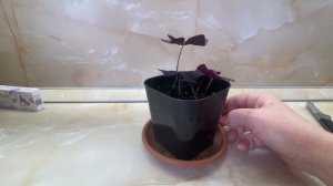 Вкусная пицца из магазина. Кислица радует новыми ростками. Рассада не дотерпела до Теплицы.