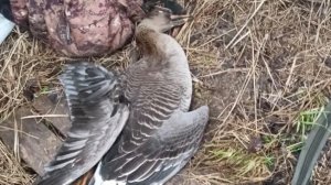 Охота на Гуся 2026 ( концовка-добыли)