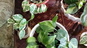 Готовим Пеларгонию к пышному цветению