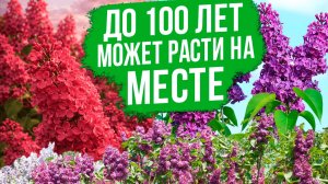 Новые и любимые сорта сирени обыкновенной и сирени Мейера!