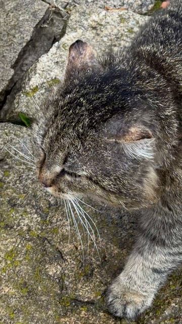 Барсик возмущен 28-04-2026