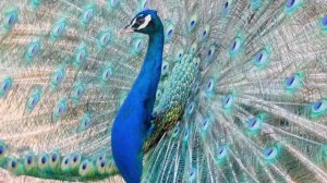 Обсуждение  «Молитва веры и победа»