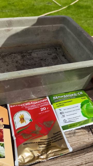 смородина КАРАУЛ 28 апреля #теплица #дача #садоводничество #огород #уходзатеплицей