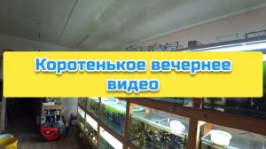 Коротенькое вечернее видео