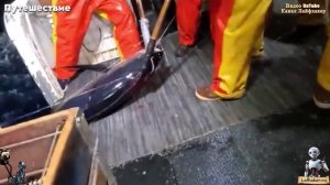 5 тонн голубого тунца за 72 часа: Как океанское сокровище приносит миллионы? 💰🌊