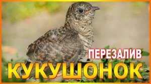 КУКУШОНОК ПЕРЕЗАЛИВ