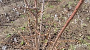 Перепрививка деревьев. Сад Тоторова.