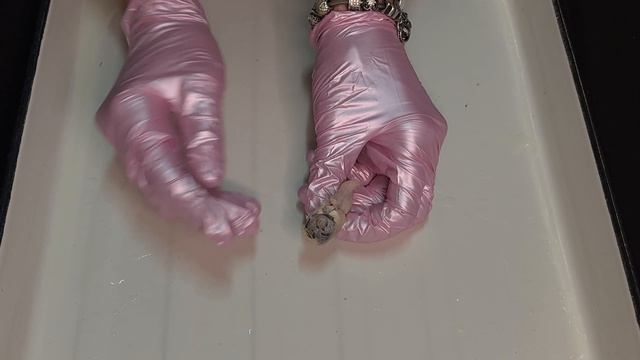 Строение семенникового канатика