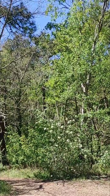 Вдали от суеты ☺️🌳💚