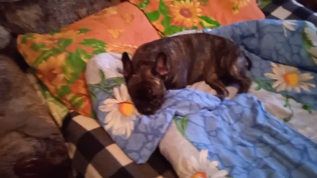 15.04.19.15.Наш питомец