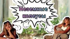 Колеусы, размножение, формирование и уход