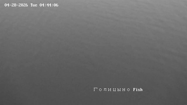 28 апреля Голицыно Fish смотреть онлайн