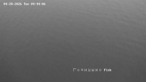 28 апреля Голицыно Fish