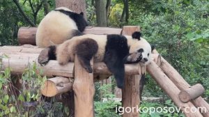 Чэнду #2 Chengdu 04.2026 Питомник панд. Научно-исследовательский центр по разведению больших панд.