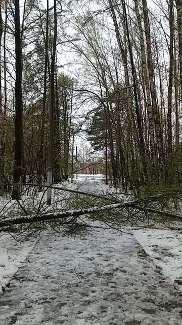 На лесной дороге.