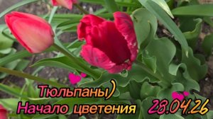 Тюльпаны цветут. Холодный апрель.