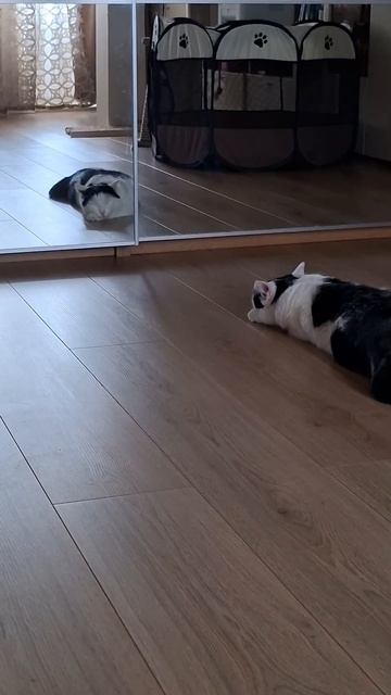 Растянулся