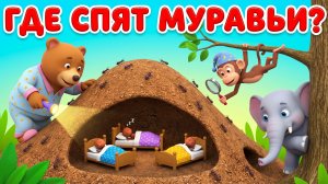 Где спят муравьи 🐜 Как отдыхают муравьи | Простое объяснение для детей