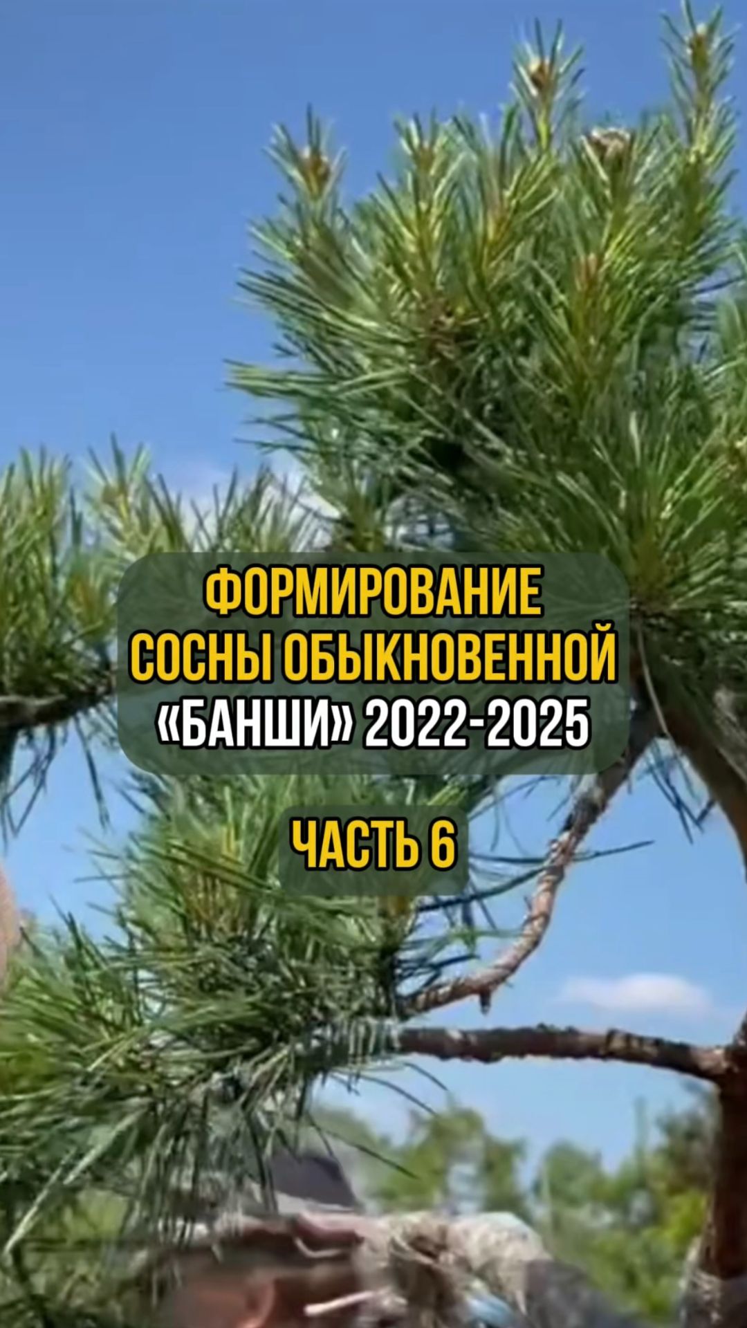 Формирование сосны обыкновенной Банши 2022-2025 гг. Часть 6