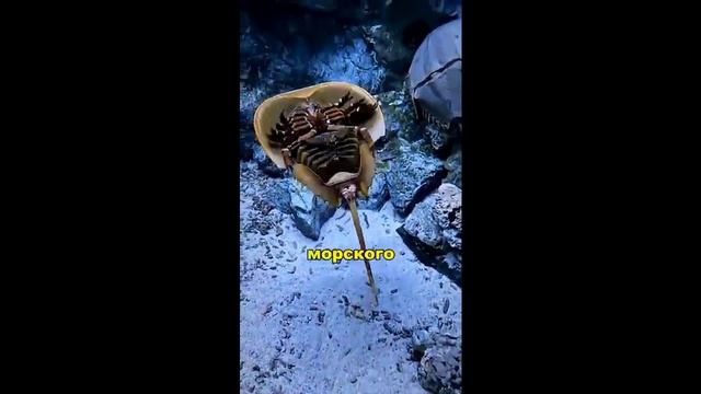 Калейдоскоп 90.