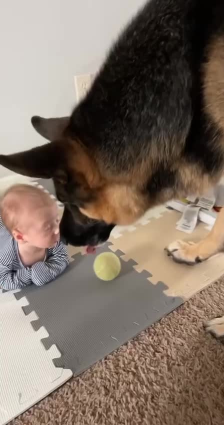 #животные #видео #Милые