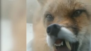 Смертельная ласка: к чему приводят контакты с дикими животными