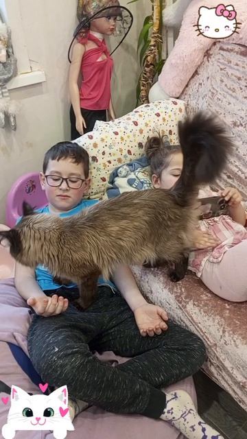 наша котя