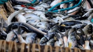 Реализация в Корсаковском районе свежей сельди