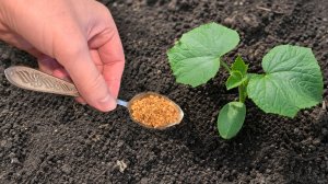 Огурцы вмиг пойдут в рост не будут болеть и дадут ранний большой урожай огурцов!