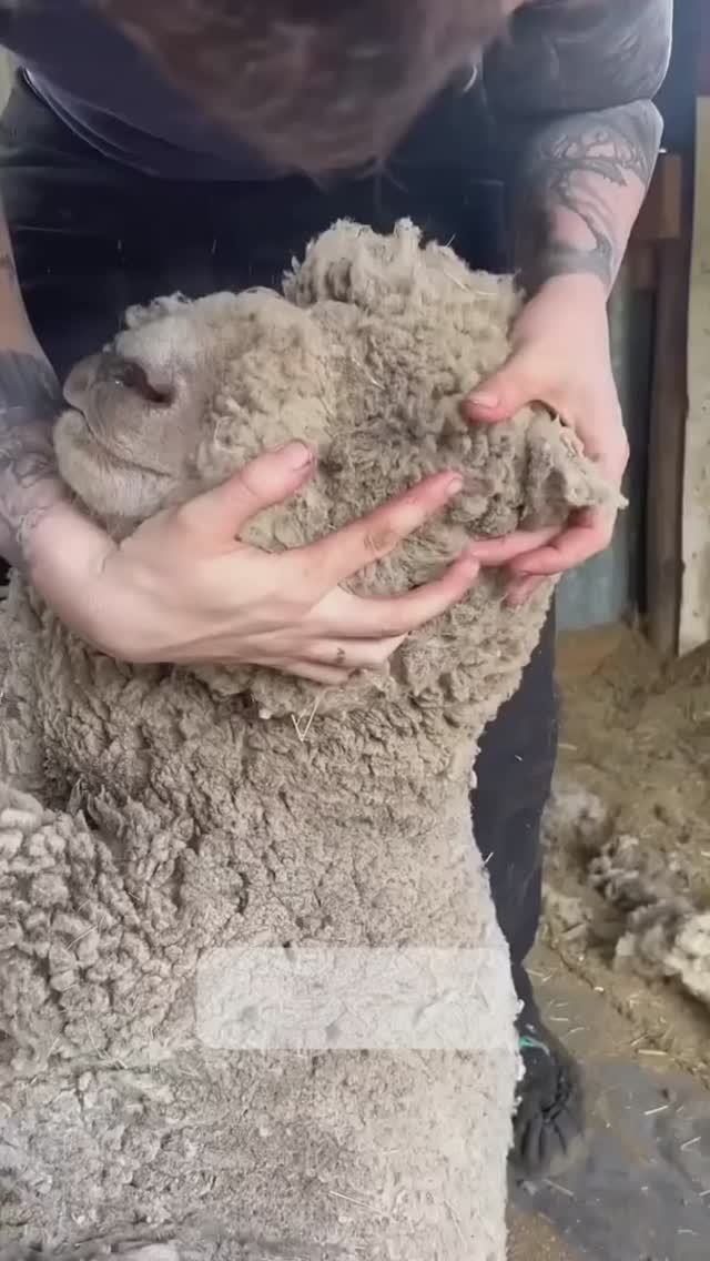 Стрижка овцы