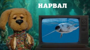 Тайны 6 континентов: кто такой нарвал?✨ Шоу для детей С добрым утром, малыши! (2023) №36257