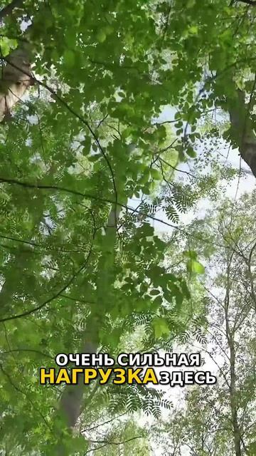 Обзор ЖК «Детали» в Новой Москве   Жизнь у сосен  Райское детство в ЖК